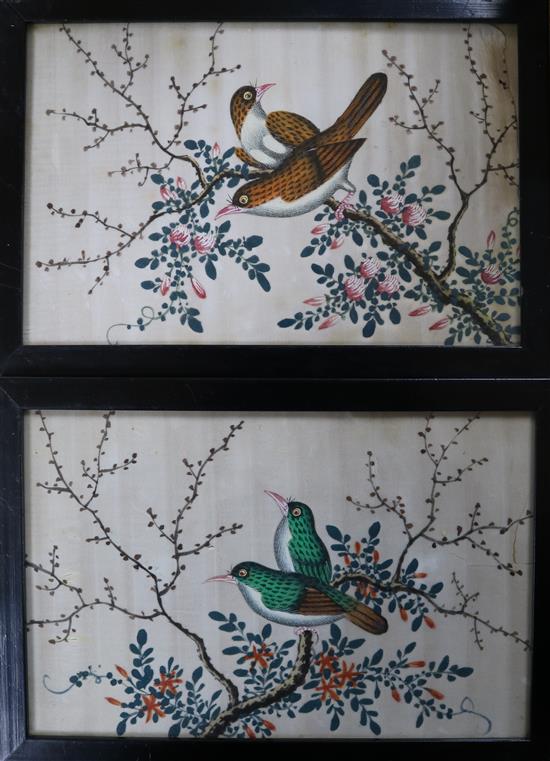 A pair of Chinese pith paintings of birds 14 x 21.5cm.